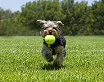 Lucky Paws Dog Park